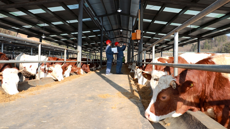 南方電網優質供電服務進牛棚。盧關文 攝.jpg