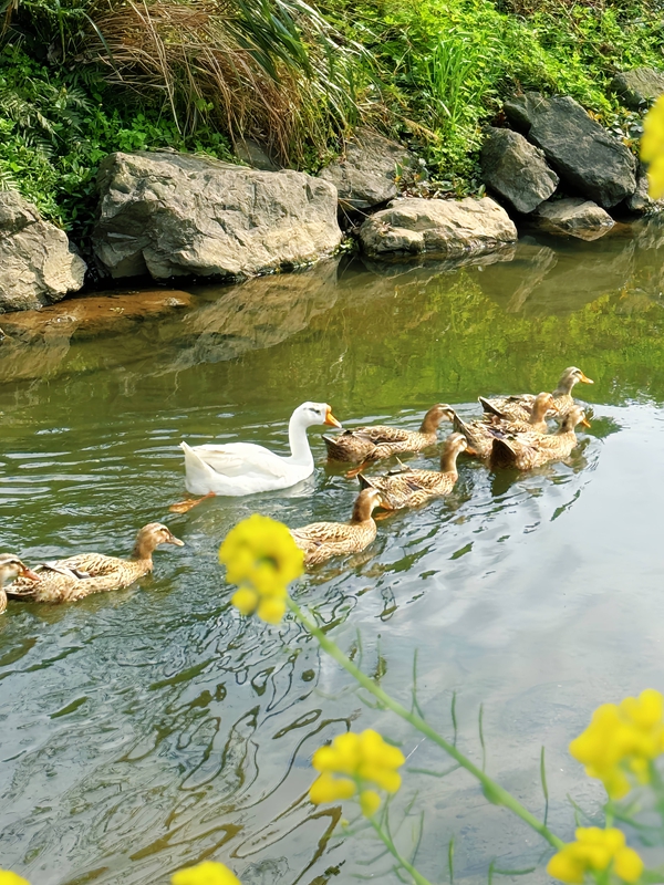3、春江水暖鴨先知,鵝領群鴨戲花影清波。刁苓沙 攝.jpg