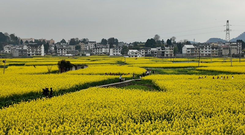 游客穿梭在花田間 彭垚 攝 (4).jpg