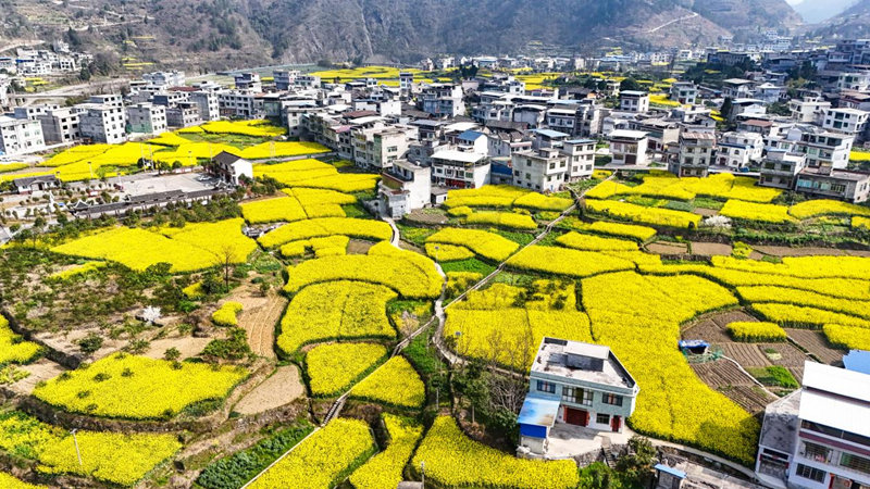 春日踏青賞花 “野菜經(jīng)濟(jì)”帶火鄉(xiāng)村游。