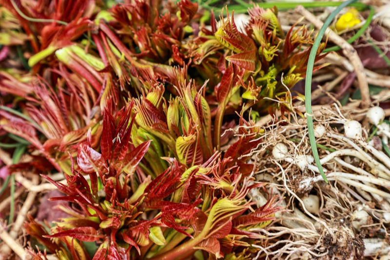 春日踏青賞花 “野菜經(jīng)濟(jì)”帶火鄉(xiāng)村游。