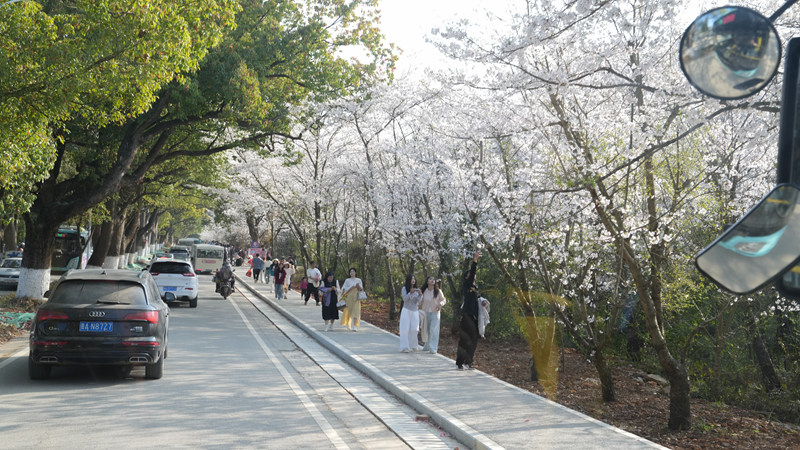 平壩“公交+旅游”解鎖賞花新體驗。
