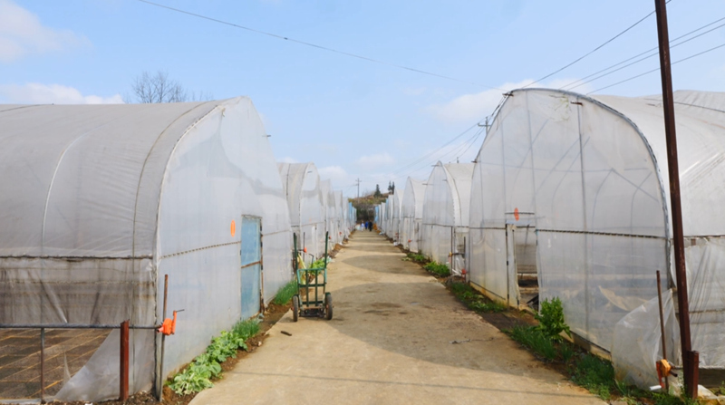 雞場“椒”響曲。