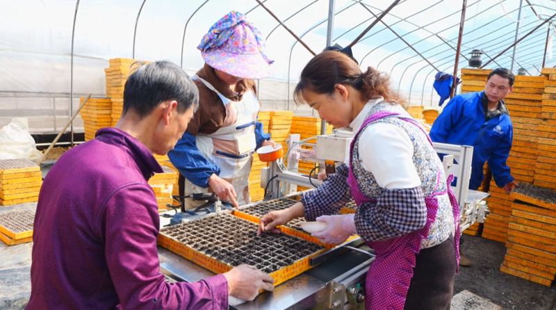 雞場“椒”響曲。