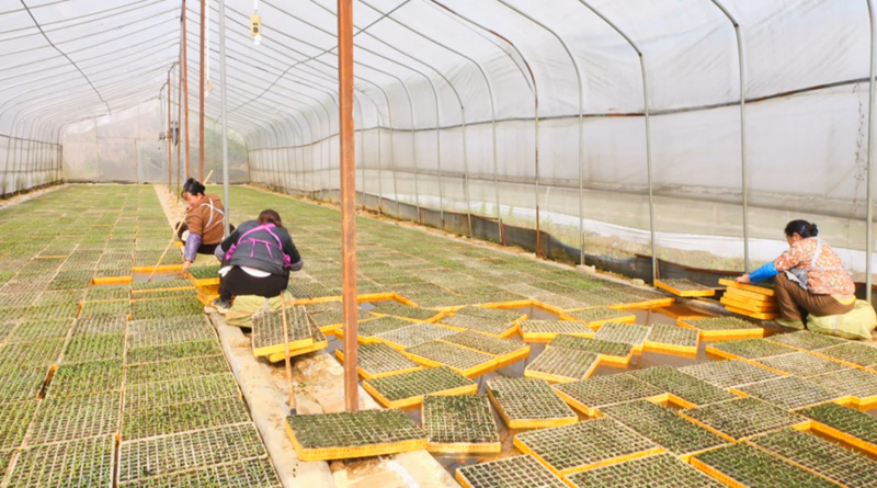 雞場“椒”響曲。