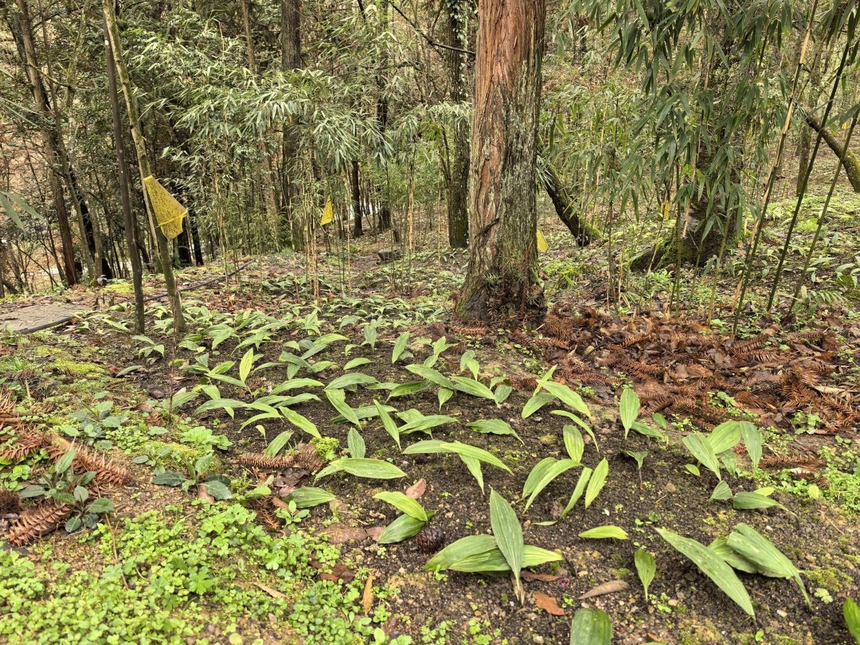 紅河村林下毛慈菇種植基地。