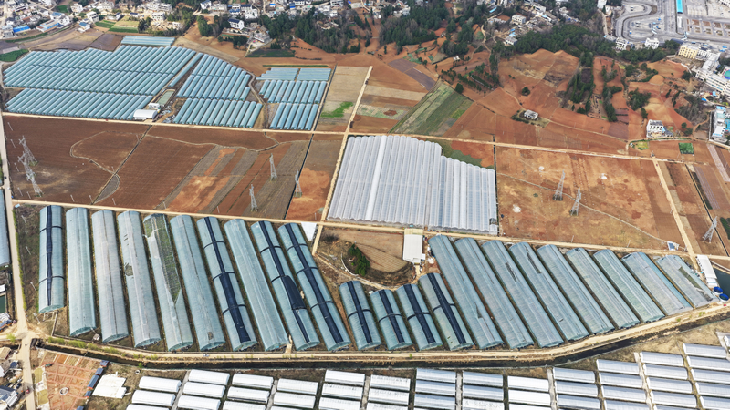 智能溫室大棚內一角。