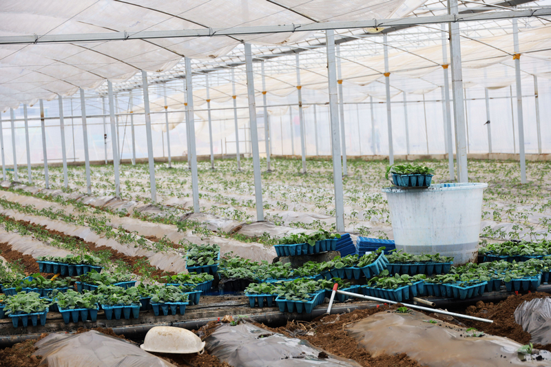 智能溫室大棚內一角。