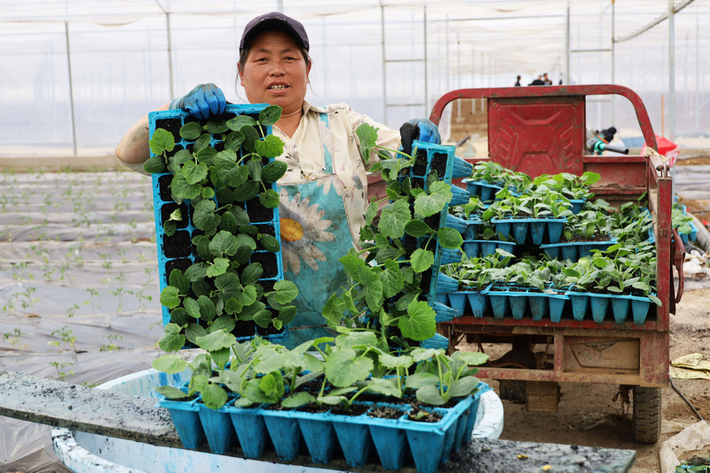 務工群眾正在智能溫室大棚內搬運小瓜苗。