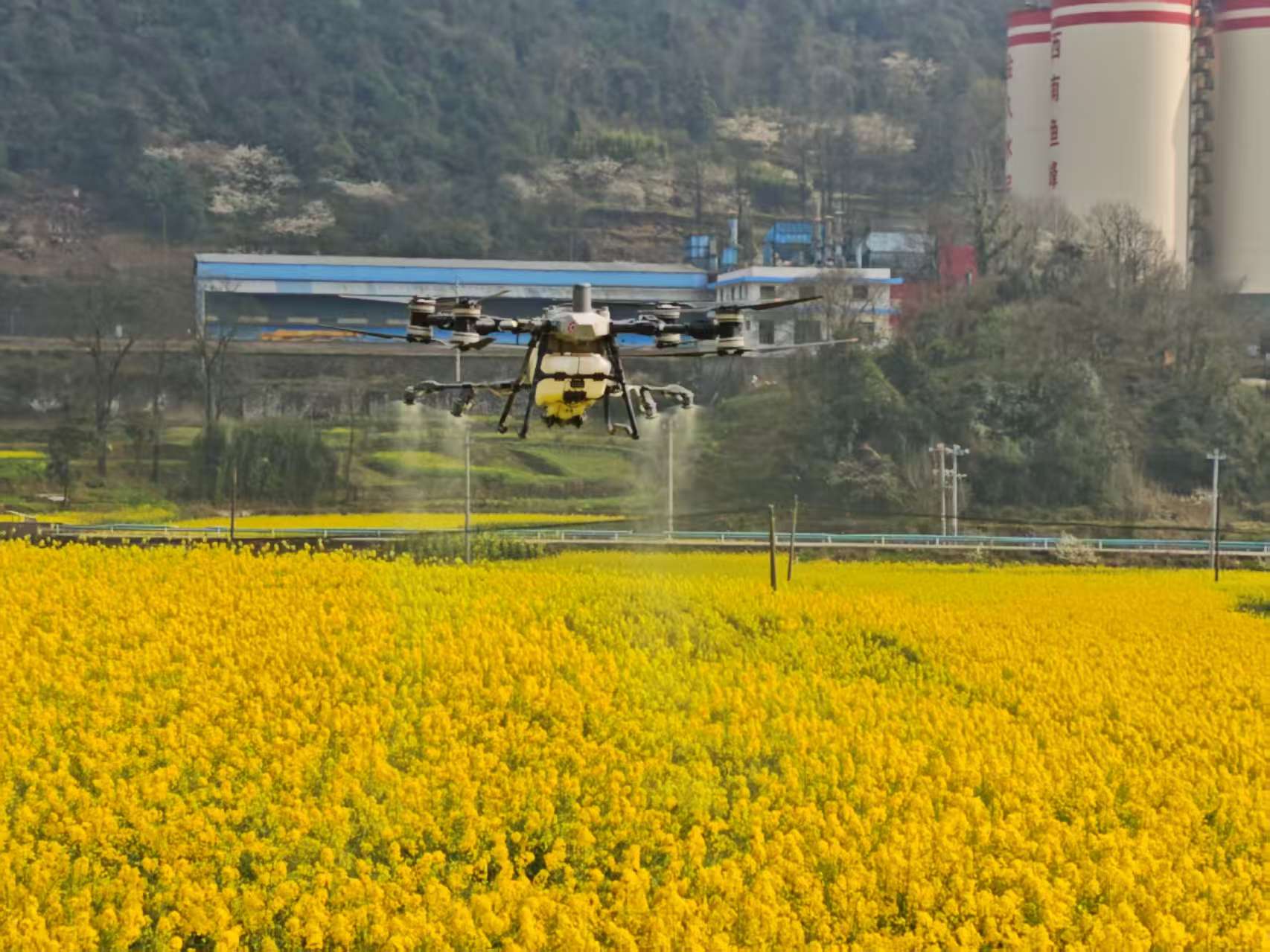 無人機正在進行噴灑。查姜維攝