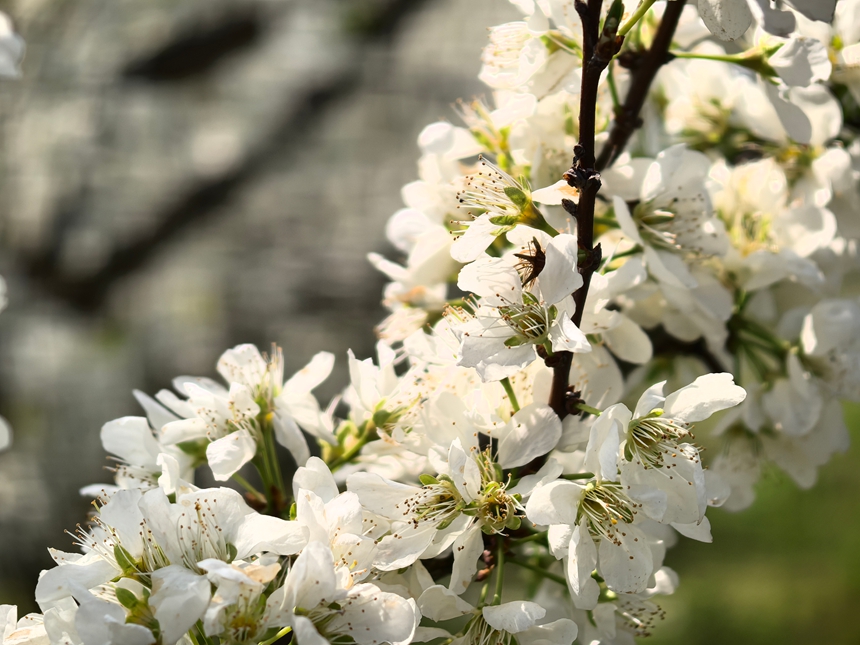潔白的李花如云似雪。楊洋攝