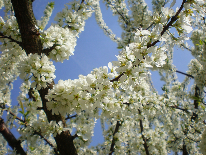 潔白的李花如云似雪。楊洋攝