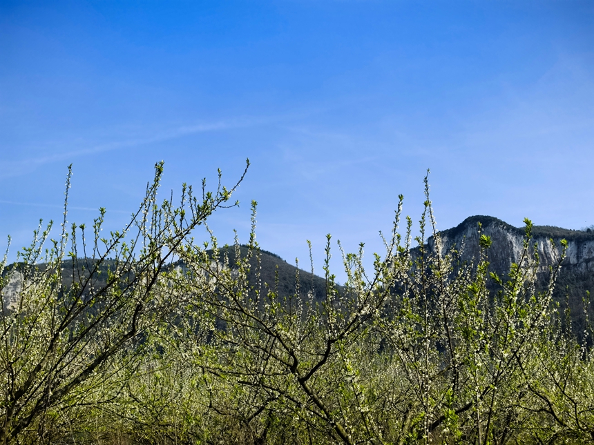 李花迎春綻放。楊洋攝