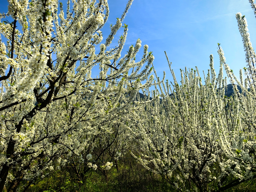 李花迎春綻放。楊洋攝