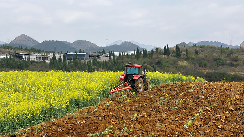 煙地里正在翻犁的拖拉機。