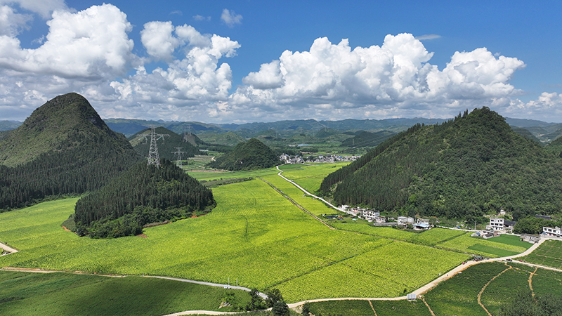 姚呈遠烤煙旺長期的煙田。