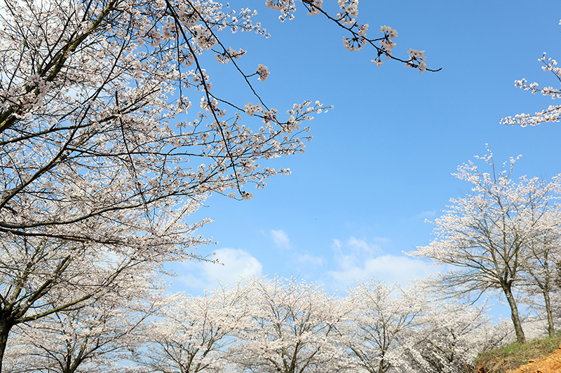 平壩九龍村櫻花開得正盛。