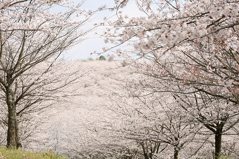 平壩九龍村櫻花開得正盛。