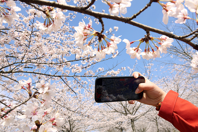 平壩九龍村櫻花開得正盛。