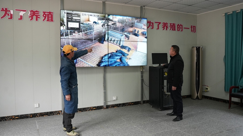 2、鄭培坤在智慧養豬基地查看生產運行情況。（何小雨 攝） .JPG