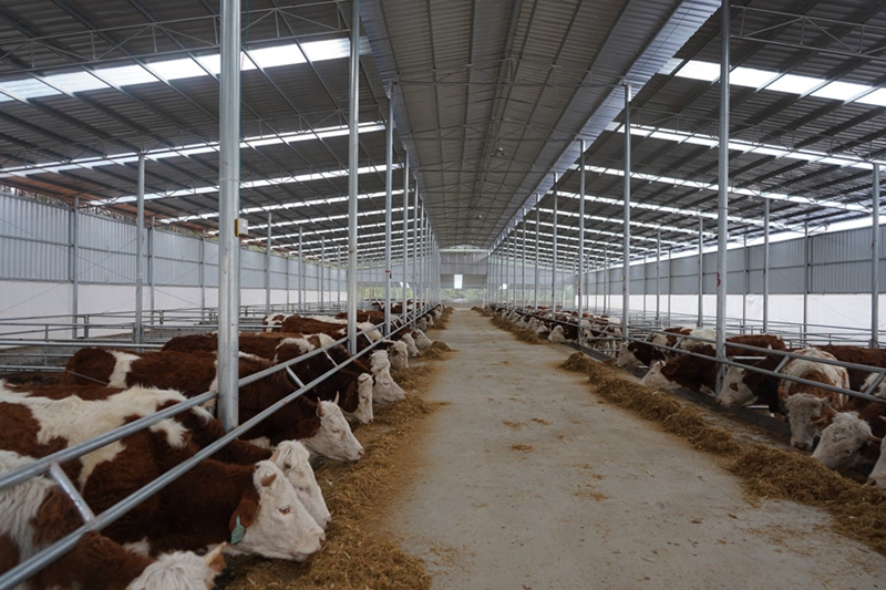 5、岑鞏縣大有鎮塔山村肉牛養殖基地,母牛在進食。(吳念 攝).jpg