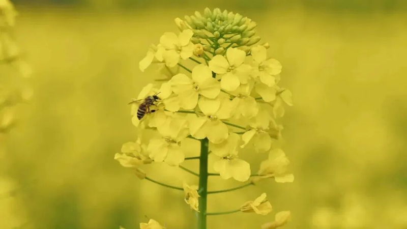 圖為:油菜花蕊。