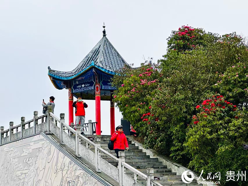 小車(chē)小團(tuán)暢游百里杜鵑。人民網(wǎng) 陽(yáng)茜攝