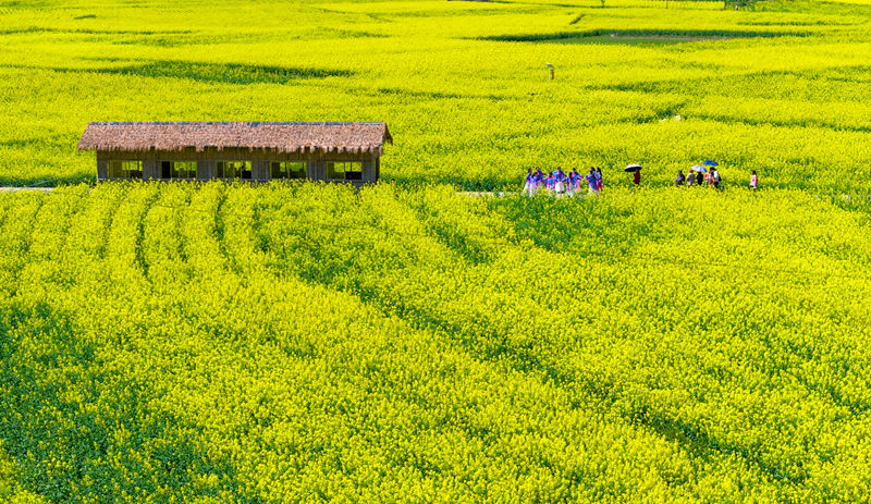 游客在貴州省黔東南苗族侗族自治州施秉縣城關鎮上翁哨村油菜花田中賞花游玩。