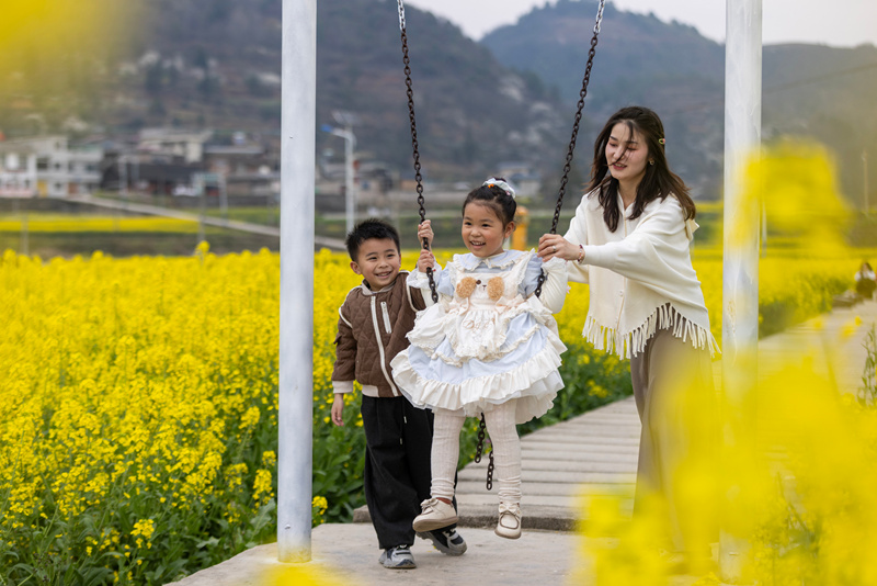 小朋友在貴州省黔東南苗族侗族自治州施秉縣城關鎮上翁哨村油菜花田中蕩秋千。