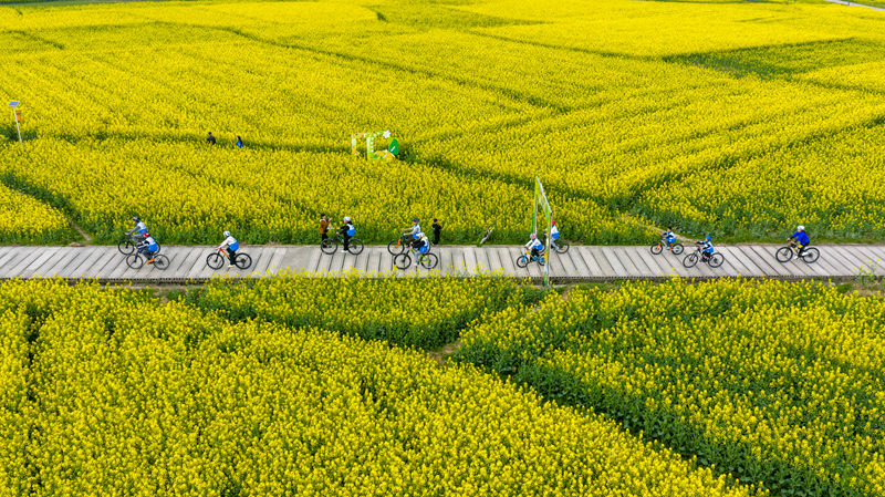 騎行愛好者在貴州省黔東南苗族侗族自治州施秉縣城關鎮上翁哨村油菜花田間騎行。