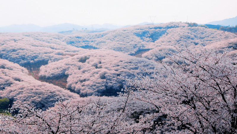 萬(wàn)畝櫻花綻放“美麗經(jīng)濟(jì)”。