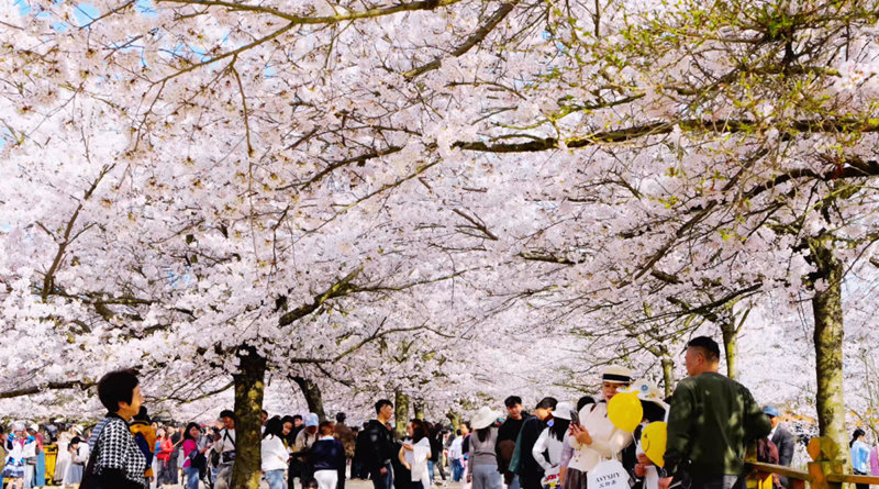 萬(wàn)畝櫻花綻放“美麗經(jīng)濟(jì)”。