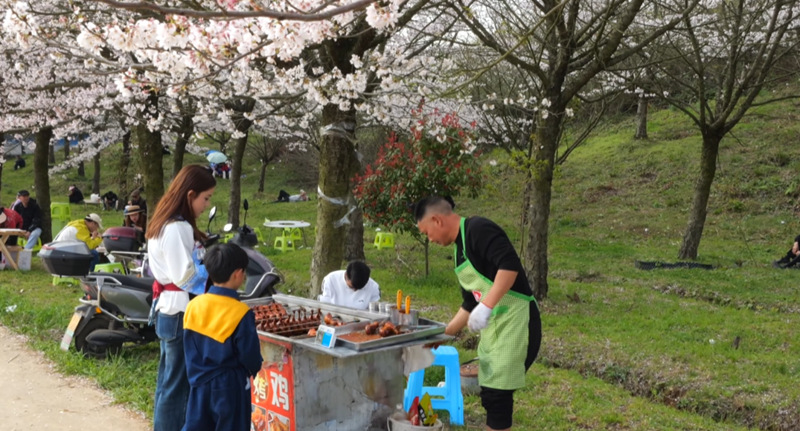 萬(wàn)畝櫻花綻放“美麗經(jīng)濟(jì)”。