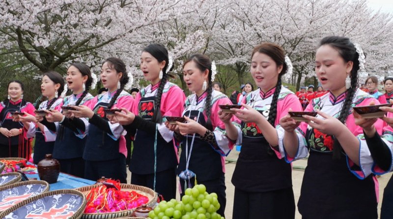 萬(wàn)畝櫻花綻放“美麗經(jīng)濟(jì)”。