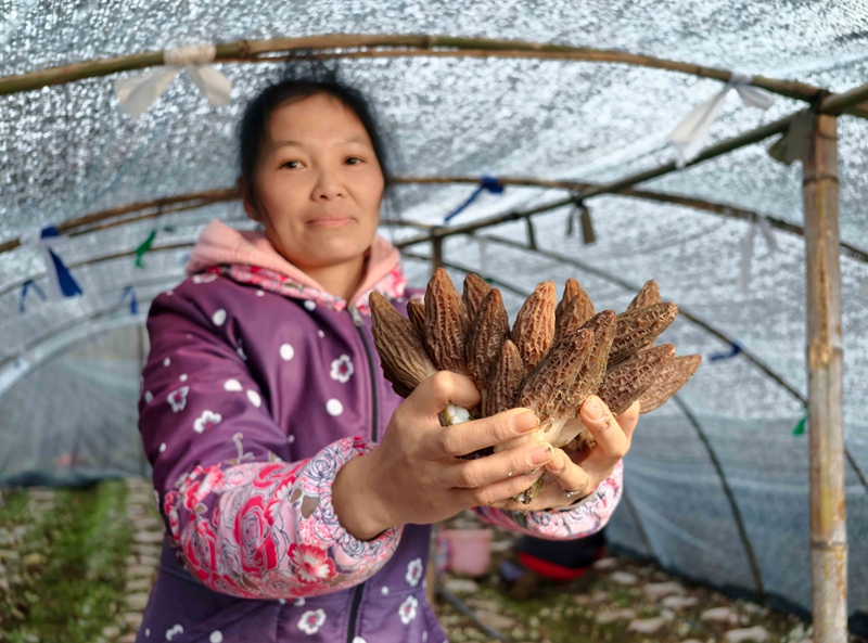 村民雙手捧起羊肚菌.jpg