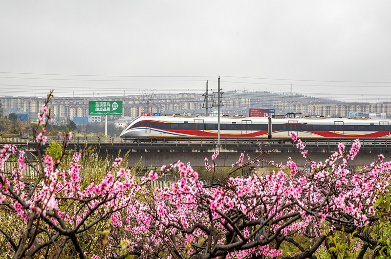 3月16日，一列動車組列車從成貴高鐵貴州省黔西市境內的桃花林旁駛過。