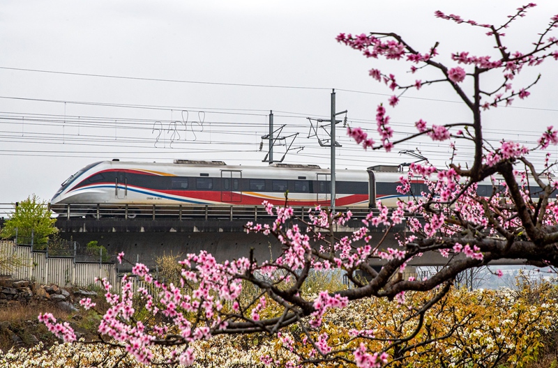 3月16日，一列動車組列車從成貴高鐵貴州省黔西市境內的桃花林旁駛過。