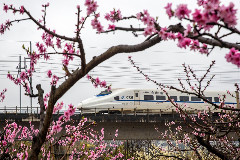 3月16日，一列動車組列車從成貴高鐵貴州省黔西市境內的桃花林旁駛過。