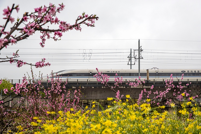 3月16日，一列動車組列車從成貴高鐵貴州省黔西市境內的桃花林旁駛過。