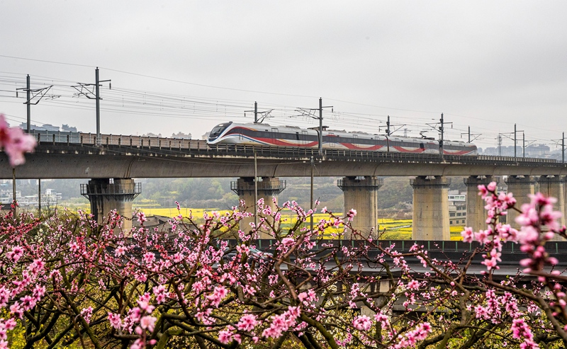 3月16日，一列動車組列車從成貴高鐵貴州省黔西市境內的桃花林旁駛過。