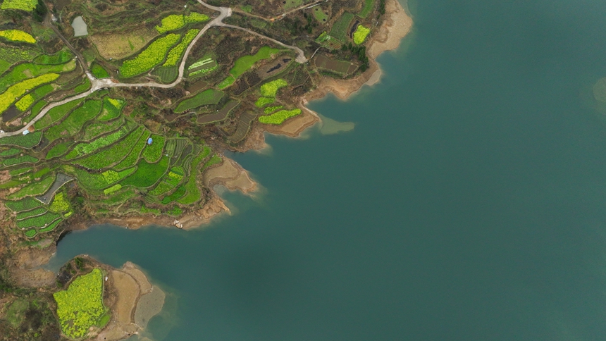 3月18日，從空中俯瞰貴州省丹寨縣興仁鎮臺辰村油菜花田一隅。