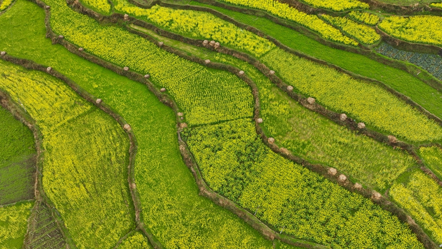3月18日，從空中俯瞰貴州省丹寨縣興仁鎮(zhèn)臺辰村油菜花田一隅。