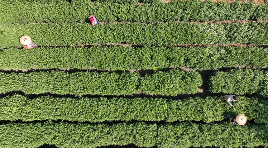 黎平23.85萬畝春茶開采忙 (1).jpg