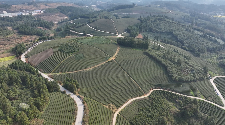 黎平23.85萬畝春茶開采忙。