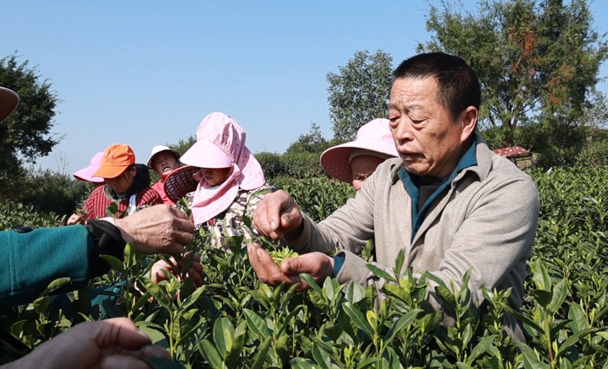 黎平23.85萬畝春茶開采忙。