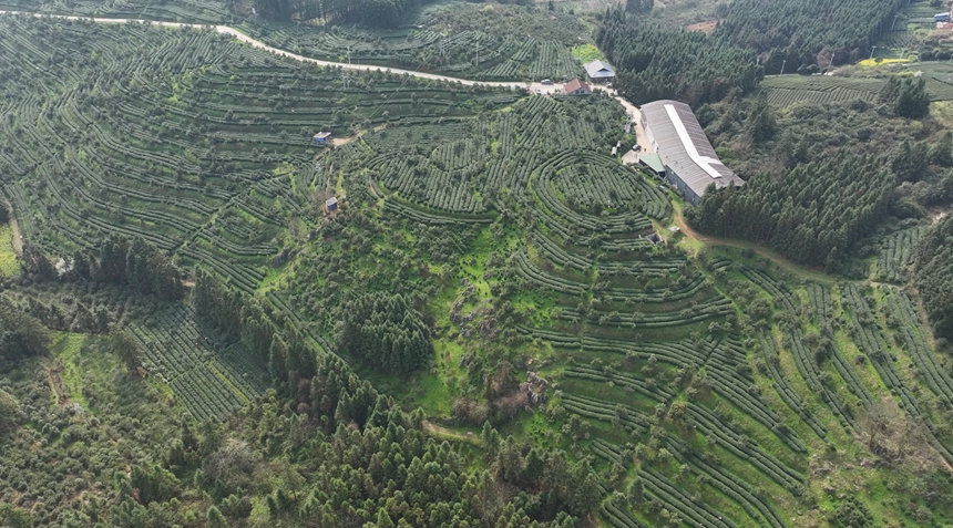 黎平23.85萬畝春茶開采忙。