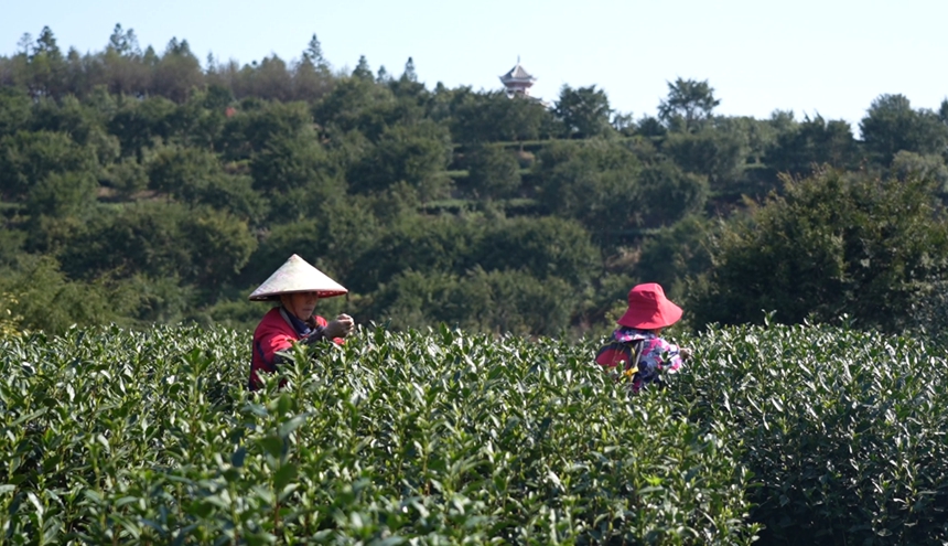 黎平23.85萬畝春茶開采忙。