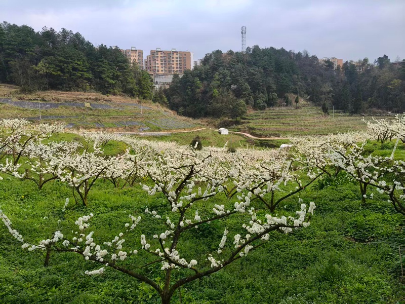 圖為:青脆李基地李花盛開