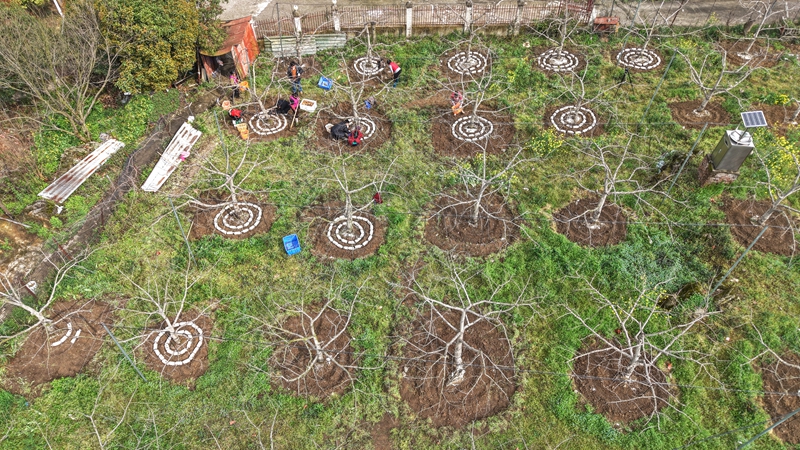 貴州長順：深耕“林下經(jīng)濟” 打造“綠色銀行” (1).jpg