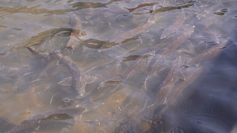 思南冷水魚游向海內外。